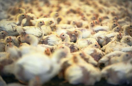 Bei Masthühnern werden noch immer häufig Antibiotika eingesetzt. Foto: dpa/Ingo Wagner