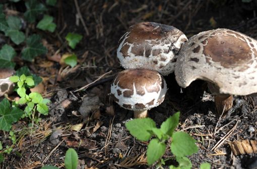 Der Pilz „Spitzschuppiger Schirmling“ ist giftig. Foto: dpa