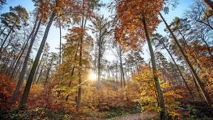 Wenn alle Freizeitaktivitäten gestrichen sind, bleibt mehr Zeit für den Wald. Der hat auch im Herbst viel zu bieten. Foto: Gottfried /Stoppel