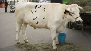 Wo Landwirte demonstrieren, darf auch das Vieh mit – oder nicht? Foto: Lichtgut/Leif Piechowski