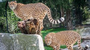 Erst seit kurzem in der Wilhelma: die Geparden-Brüder Zawadi (links) und Haraka Foto: Wilhelma Stuttgart/ Inga Dauter