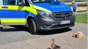 Die Entenmutter wurde am Eckensee angegriffen. Foto: Facebook Polizei Stuttgart