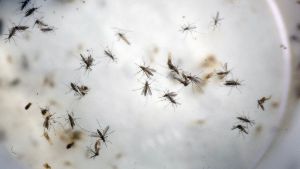 Auch im Aktionsplan der WHO: Hilfen für den Kampf gegen die Überträger-Mücken Foto: AP
