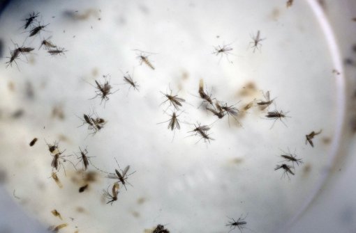 Auch im Aktionsplan der WHO: Hilfen für den Kampf gegen die Überträger-Mücken Foto: AP