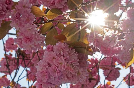 Die Sonne scheint von einem blauen Himmel herunter, die Natur erwacht: Der Frühling zeigt sich derzeit strahlend schön. Foto: dpa/Oliver Berg