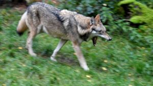 In Baden-Württemberg ist erneut ein Wolf gesichtet worden (Symbolbild). Foto: dpa/Carsten Rehder