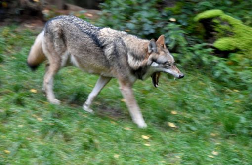 In Baden-Württemberg ist erneut ein Wolf gesichtet worden (Symbolbild). Foto: dpa/Carsten Rehder