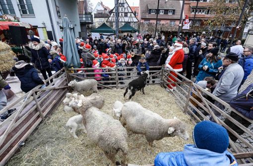 Beliebter Anziehungspunkt: die Schafe beim Dagersheimer Weihnachtsmarkt Foto: Eibner-Pressefoto/Roger Bürke