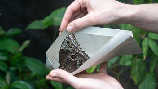 Im Briefumschlag kamen die Schmetterlinge aus München nach Stuttgart in die Wilhelma von den Gärtnern gebracht. Foto: Birger Meierjohann