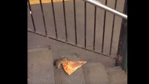 In dem kurzen Clip schleift eine Ratte ein Stück Pizza hinter sich her. Foto: Screenshot Youtube/Matt Little