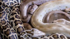 Pythons sind nicht giftig, sondern töten ihre Beute, indem sie sie umschlingen (Symbolbild). Foto: IMAGO/Addictive Stock/Hodei Unzueta