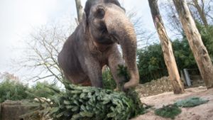 In der Stuttgarter Wilhelma bekommen Elefanten ungeliebte Tannenbäume als Futter serviert. Foto: dpa