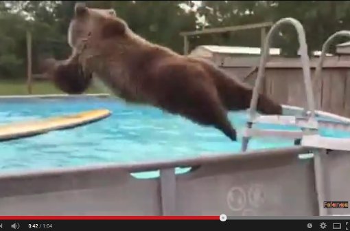 Dieser Bär springt mit Begeisterung in den Pool. Foto: Screenshot StN