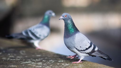 Tauben können zur Plage werden. Darum ist vielerorts eine Populationskontrolle notwendig. Foto: dpa/Julian Stratenschulte