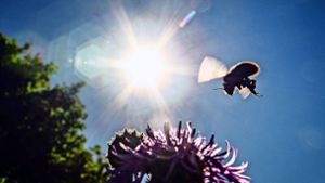 Der Insektenbestand geht teils dramatisch zurück. Besonders betroffen sind einige Wildbienen- und Schmetterlingsarten. Foto: dpa