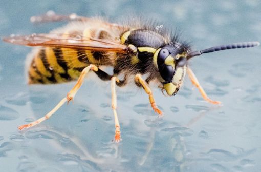 Faszinierende Insekten: Die meisten nehmen Wespen nur als nimmersatte Plagegeister im Garten und auf dem Balkon wahr Foto: dpa