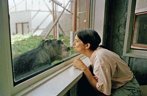 Die Schimpansin Washoe (1965 bis 2007) beherrschte mehrere Hundert Zeichen der amerikanischen Gebärdensprache ASL. Unser Bild zeigt sie mit einer Ausbilderin. Foto: AP