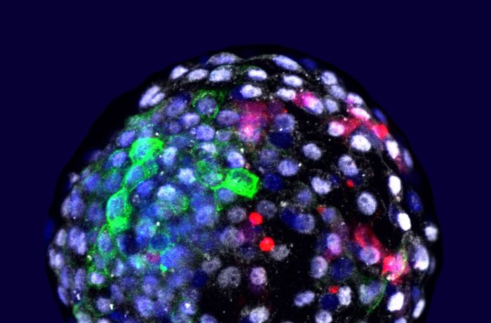 Mischwesen: Forscher erzeugen Embryonen aus Zellen von Mensch und Affe