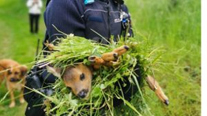 Wildtierbabys dürfen nicht von Menschen berührt werden. Foto: Polizei Ludwigsburg