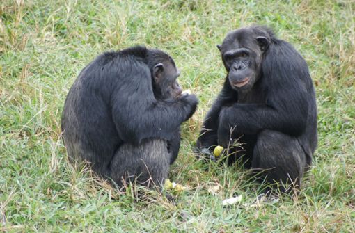 Um an Futter zu gelangen, nutzen Schimpansen einen ganzen Werkzeugkoffer. Foto: dpa