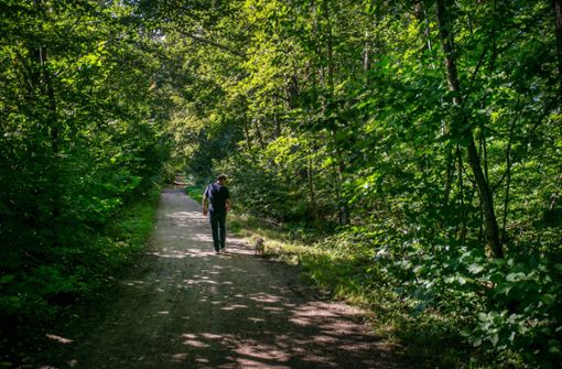 Natur  ziemlich pur im Schurwald: Plochingen denkt über einen Erlebnispfad nach, der Spaziergänger achtsam mit dem Naturraum Wald vertraut macht. Foto: Roberto Bulgrin