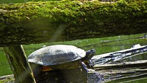 Zwangsläufig werden Schildkröten in hiesigen Gewässern heimisch. Größere Schäden richten sie laut einem Experten nicht an. Foto: privat