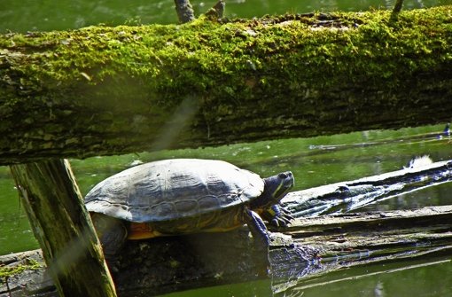 Zwangsläufig werden Schildkröten in hiesigen Gewässern heimisch. Größere Schäden richten sie laut einem Experten nicht an. Foto: privat