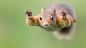 Um an Nahrung zu kommen, nehmen Eichhörnchen auch mal weite Sprünge in Kauf. Foto: imago/Westend61/Mark Johnson