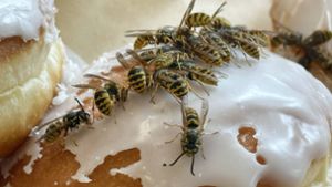 Wespen lieben Süßes: Je üppiger die Tafel, desto mehr Tiere werden angelockt Foto: Imago/Sorge