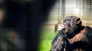 Die Schimpansin Sina ist jetzt im Ruhestand – und für den Schwaben-Park beginnt ein neuer Abschnitt. Foto: Gottfried Stoppel