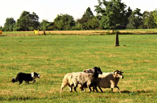Die Hunde müssen schnell reagieren, dürfen die Schafe aber nicht hetzen – das gibt Punktabzug. Foto: Tatjana Eberhardt