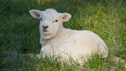 Das Lamm wiegt etwa 50 Kilo und ist acht Monate alt. (Symbolbild) Foto: dpa/Marcus Brandt