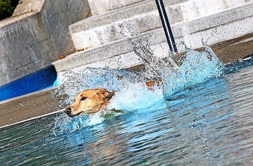 Mit einem Platsch landet der Schäferhundmix Blümchen im Becken. Foto: Horst Rudel