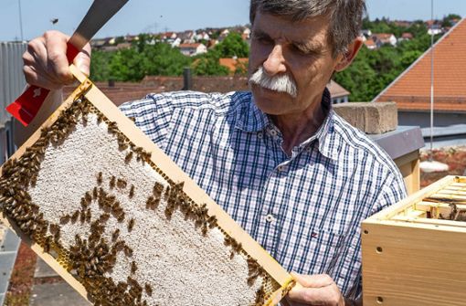 Klaus Leitz versorgt die Bienen auf dem Rathaus. Foto: Jürgen Bach