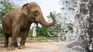 Alte Elefanten bekommen im Karlsruher Zoo ein neues Zuhause. Foto: Glomex