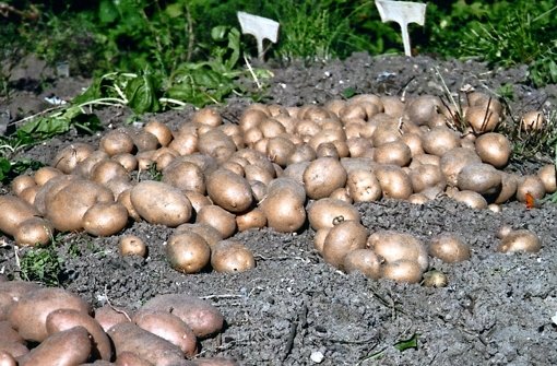 im Triebschlag ist die ländliche Idylle noch erhalten – sogar die Kartoffeln werden hier noch direkt aus dem eigenen Garten geerntet. Foto: privat