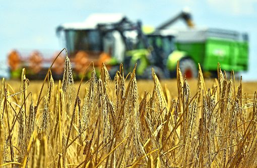 Eine genaue Prognose der diesjährigen Getreideernte – die dieser Tage in Baden-Württemberg begonnen hat – ist  nach Meinung des Bauernverbandes noch nicht möglich. Foto: dpa