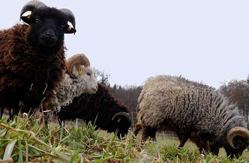 Die Herde des Familienunternehmens Mundinger besteht  aus insgesamt 76 Schafen und wird als Bio-Rasenmäher auf verschiedenen öffentlichen oder gewerblichen  Grünflächen   eingesetzt. Foto: dpa