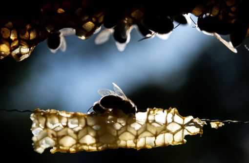 Das Bienen-Problem bedarf einer größeren Lösung, mahnt die CDU. Foto: dpa/Sebastian Gollnow