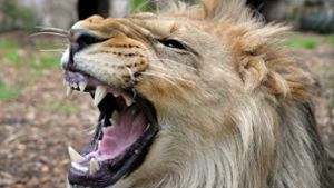 Ein Löwe – dieser hier lebt im Eifel-Zoo, und nicht in Südafrika – hat einem Mann bei einer Safari fast die Hand abgebissen. Foto: dpa