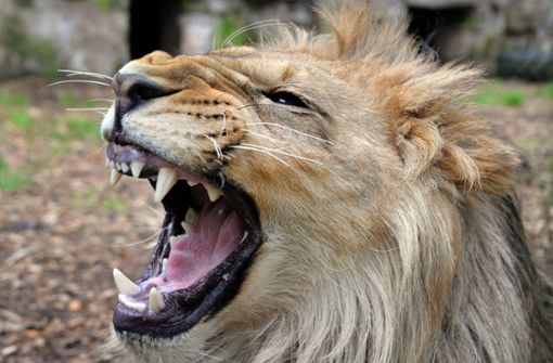 Ein Löwe – dieser hier lebt im Eifel-Zoo, und nicht in Südafrika – hat einem Mann bei einer Safari fast die Hand abgebissen. Foto: dpa