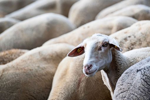 In Musberg tragen Schafe zur Landschaftspflege bei. Foto: dpa/Sven Hoppe
