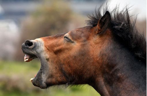 Pony- und Pferdefans hergehört: Im Kreis Esslingen gibt es jede Menge Möglichkeiten Stallluft zu schnuppern. Foto: dpa