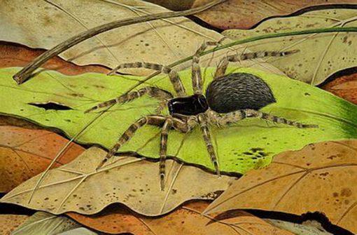 Laut einer Rekonstruktionszeichnung hätte die Spinne so vor 48 Millionen Jahren aussehen können. Foto: HLMD/Elke Gröning