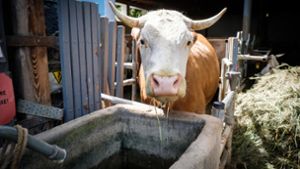 Was braucht eine Kuh, um ausreichend Milch zu geben? Foto: Lichtgut/Achim Zweygarth