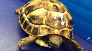 Der Zoll am Münchener Flughafen hat eine lebende griechische Schildkröte in der Bauchtasche eines Mannes entdeckt. (Symbolbild) Foto: dpa