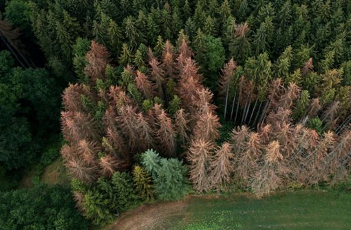 Auch in Deutschland hat der Wald, wie hier bei Koblenz, zunehmend mit Problemen zu kämpfen. Foto: dpa/Thomas Frey