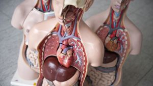 Das anatomische Modell eines Menschen: Vor einer Transplantation muss die Zustimmung des Spenders erfragt werden. Foto: dpa/Emily Wabitsch