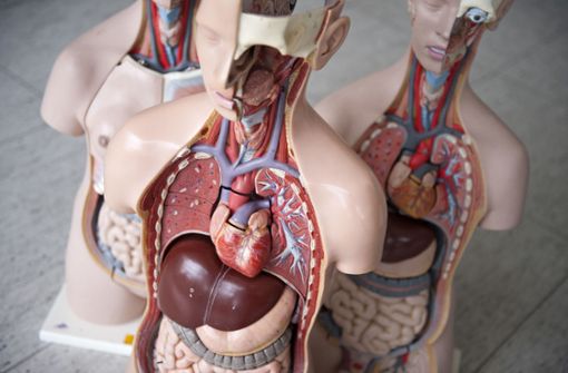 Das anatomische Modell eines Menschen: Vor einer Transplantation muss die Zustimmung des Spenders erfragt werden. Foto: dpa/Emily Wabitsch
