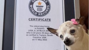 Pebbles hielt den Guinness-Weltrekord. Foto: AFP